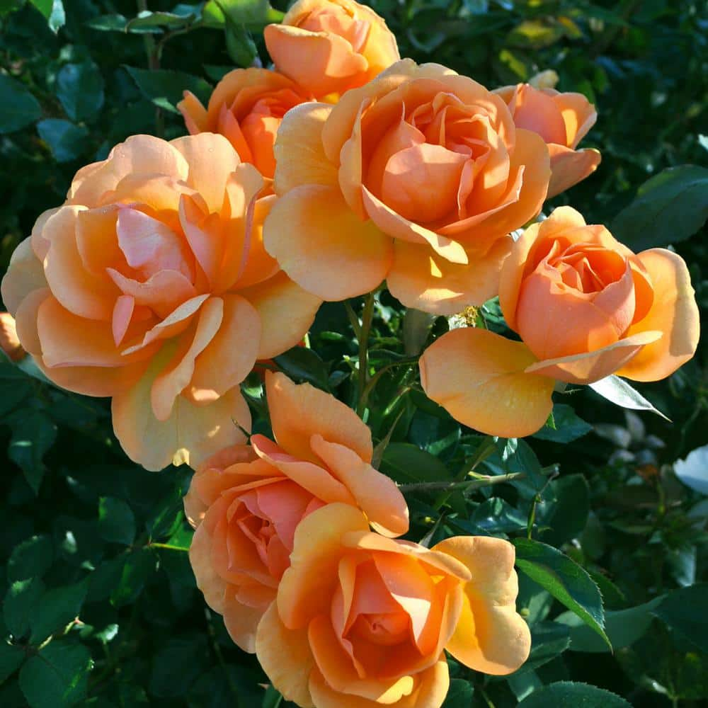 VAN ZYVERDEN Roses - South AfricaSunbelt (1 Root Stock) 83393 - The ...