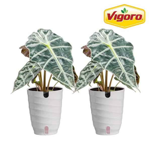 Alocasia Polly Plant in 6in. White Decor Pot, Avg. Shipping Height 1-2 ft. Tall (2 Pack)