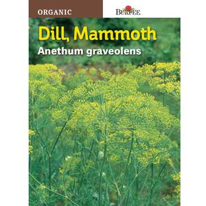 Herb Dill Mammoth Organic Seed