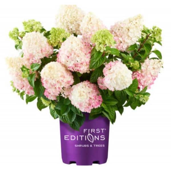 FIRST EDITIONS 2 Gal. Vanilla Strawberry Panicle Hydrangea, Live Plant with White Pink Red Flowers, Zone 4-8 (1-Pack)