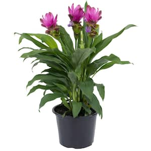 Grower's Choice Curcuma Outdoor Plant in 3 Qt. Grower Pot, Avg. Shipping Height 1-2 ft. Tall