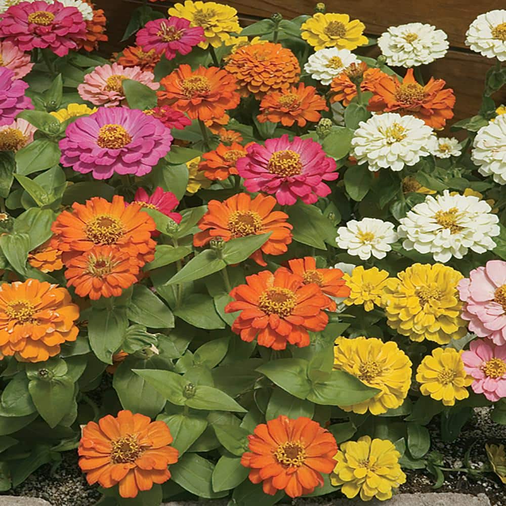 4.5 in. Mixed Zinnia Plant 996 - The Home Depot