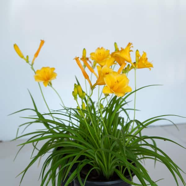 Reviews for FLOWERWOOD 2.5 Qt. Stella De Oro Daylily, Live