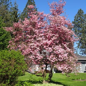 5 Gal. Kousa Pink Dogwood Flowering Deciduous Tree with Pink Flowers