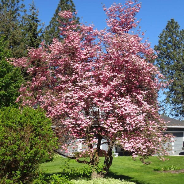 Unbranded 5 Gal. Kousa Pink Dogwood Flowering Deciduous Tree with Pink Flowers