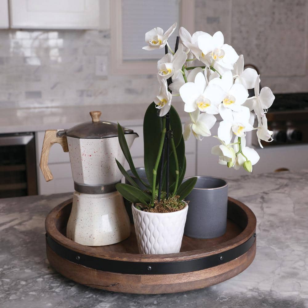 White Phalaenopsis Orchid in Beige Ceramic Pot
