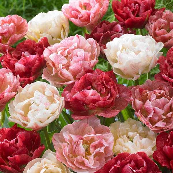 Vigoro 12/+ cm, Pep Talk Double Late Tulip Flower Bulbs (Bag of 100)