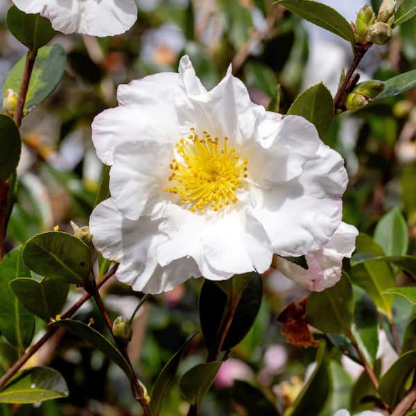 National Plant Network 1 gal. Camellia Sasanqua Daydream Believer