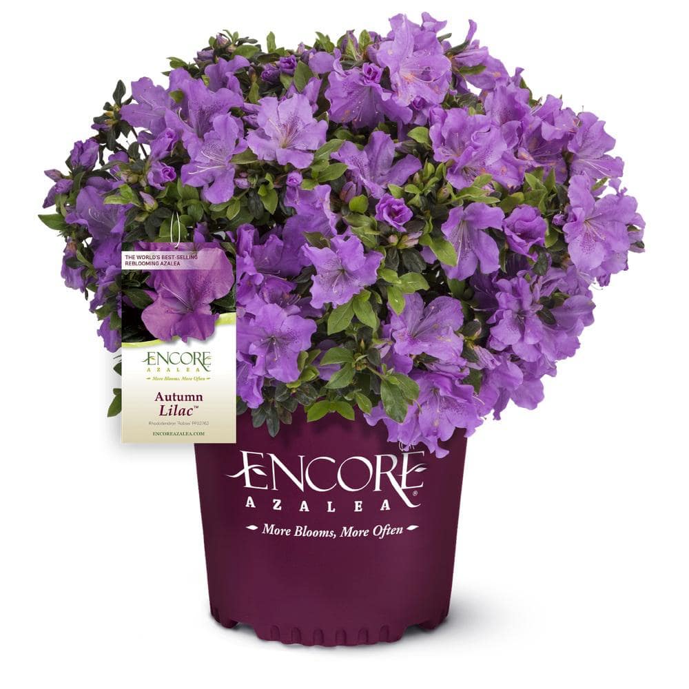 紫苑 ENCORE AZALEA 3 Gal. Autumn Lilac Azalea Shrub with Reblooming