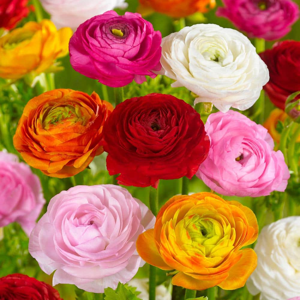 Garden State Bulb 6/7 cm Ranunculus Bulbs Mixed (Bag of 100) ECF16100