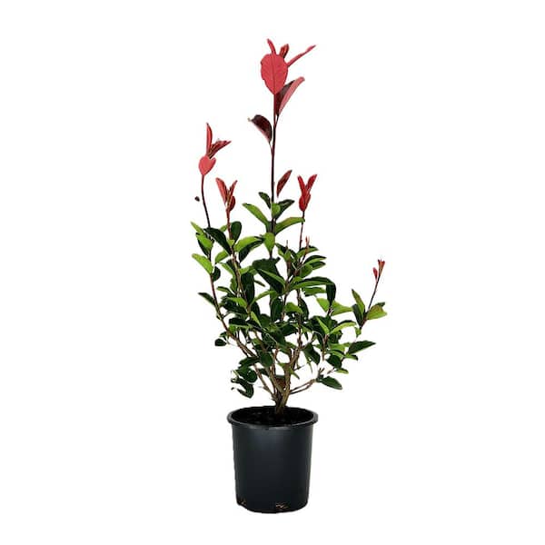 2.5 qt. Red Tip Photinia (Photinia x Fraseri) Evergreen Shrub with Fragrant White Flowers in Spring (1-Each)