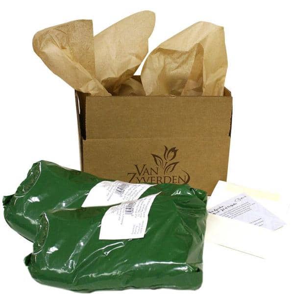 Mixed Multicolor Fragrant Peony Flower Pack, 6 Roots