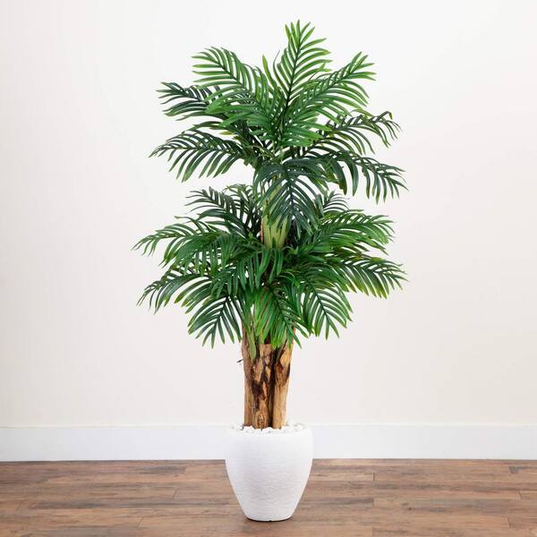 pencil cactus Pencil Cactus - Live Plant in a 6 Inch Pot - Euphorbia Tirucalli