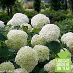 4.5 in. Qt. Incrediball Smooth Hydrangea, Live Shrub, Green to White Flowers