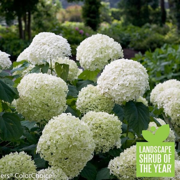 Image of Proven Winners Incrediball Smooth Hydrangea live shrub with other white flowers