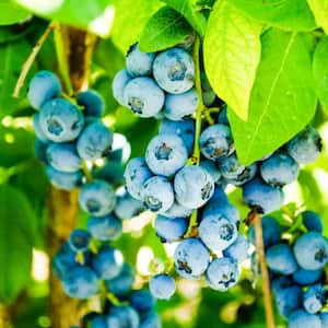 Semi-Dwarf Northland Blueberry Vaccinium, Live Fruiting Bareroot Plant (1-Pack)