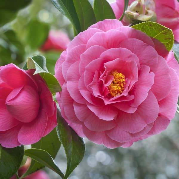 national PLANT NETWORK 3 gal. Camellia Pink Perfection Live Shrub