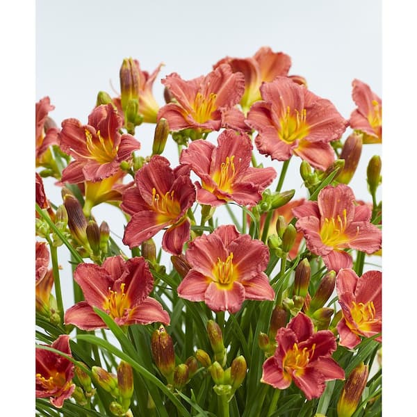Pure Beauty Farms 1.5 Gal. Daylily Plant Red Flower in 8.25 in. Grower's Pot