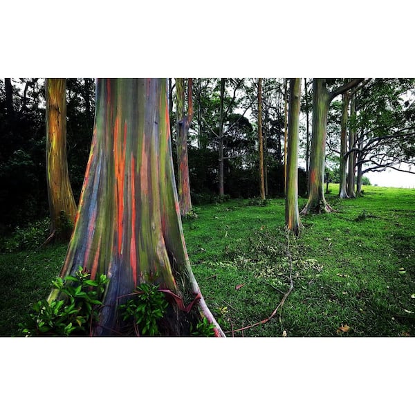 wekiva-foliage-ornamental-trees-rainboweucalyptustree1g-44_600.jpg