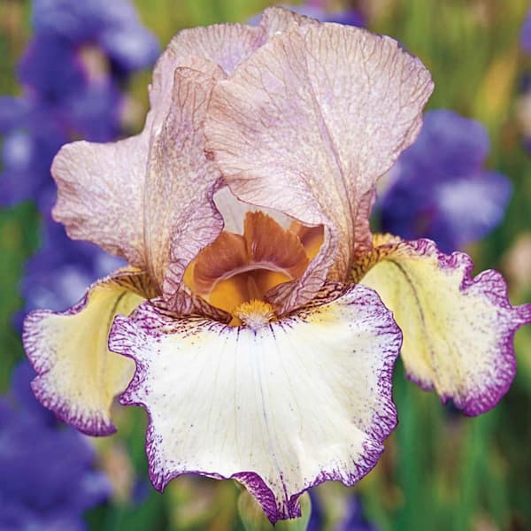 Breck's Las Vegas Reblooming Iris White and Rose Flowers Live Bareroot Plant