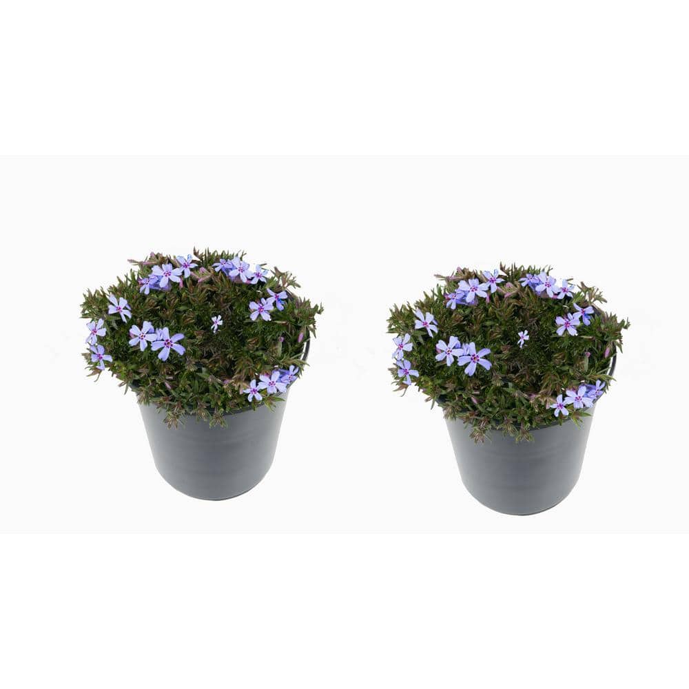 2.5 Qt. Perennial Phlox Subulata Spring Blue (2-Pack)