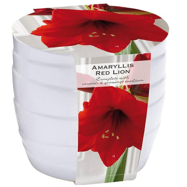 Van Zyverden Red Lion Amaryllis Kit With White Swirl Ceramic Planter 87290 The Home Depot