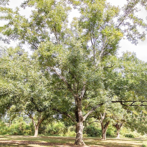 5 Gal. Oconee Pecan Tree