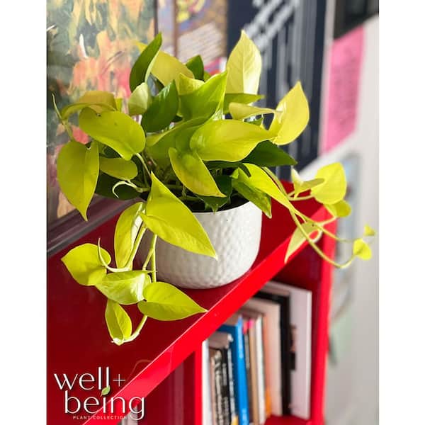 variegated spider plant Variegated Spider Plant