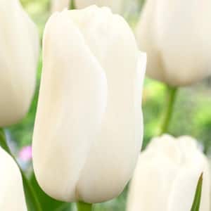 12/Plus cm, White Tulip Single Late Catherina Bulbs, Fall Planting (Bag of 24)