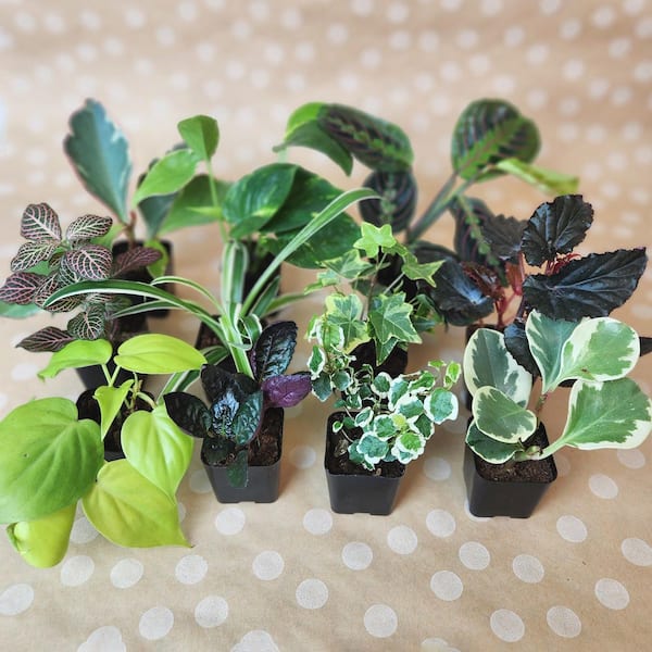 2IN Easy to Grow Live House Plants (12-pack)