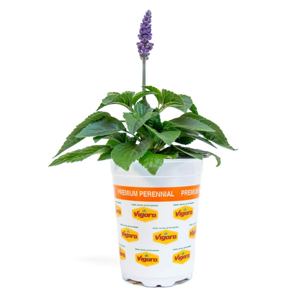 1 Qrt Mysty Salvia Perennial Plant with Blue Flowers (2-Pack) price history on PriceWatchPro