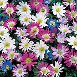 Multi-Colored Windflower Anemone Bulbs Mixture (25-Pack)