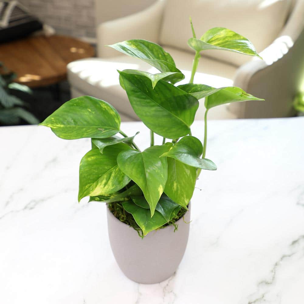 Golden Pothos in Brown Ceramic Planter, 4.25-Inch
