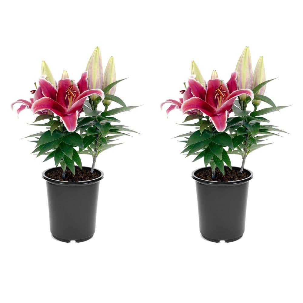 2.5 qt. Oriental Lily Perennial Plant with Red Flowers-2 Pack