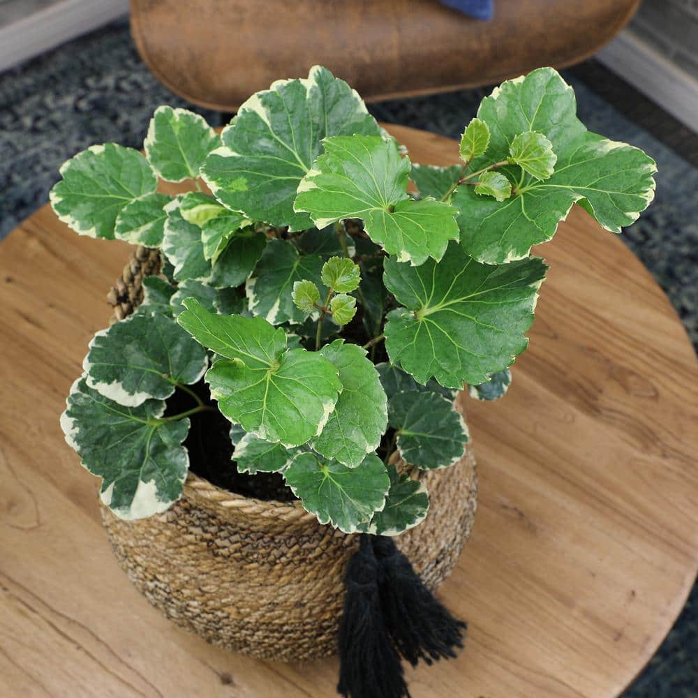 Variegated Green and Cream Aralia in Black Plastic Pot