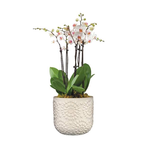 Bellisima 4.5 in. Oatmeal Ceramic Planter with Drainage Plug