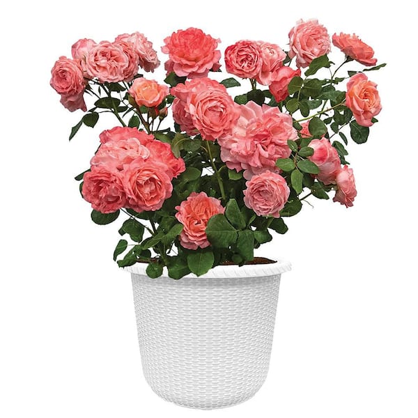 PROVEN WINNERS 2 Gal. En Fuego Rose Plant with Yellow, Red, and