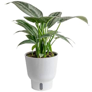 6 in. Trending Tropicals Schismatoglottis Plant in Self-Watering Decor Pot