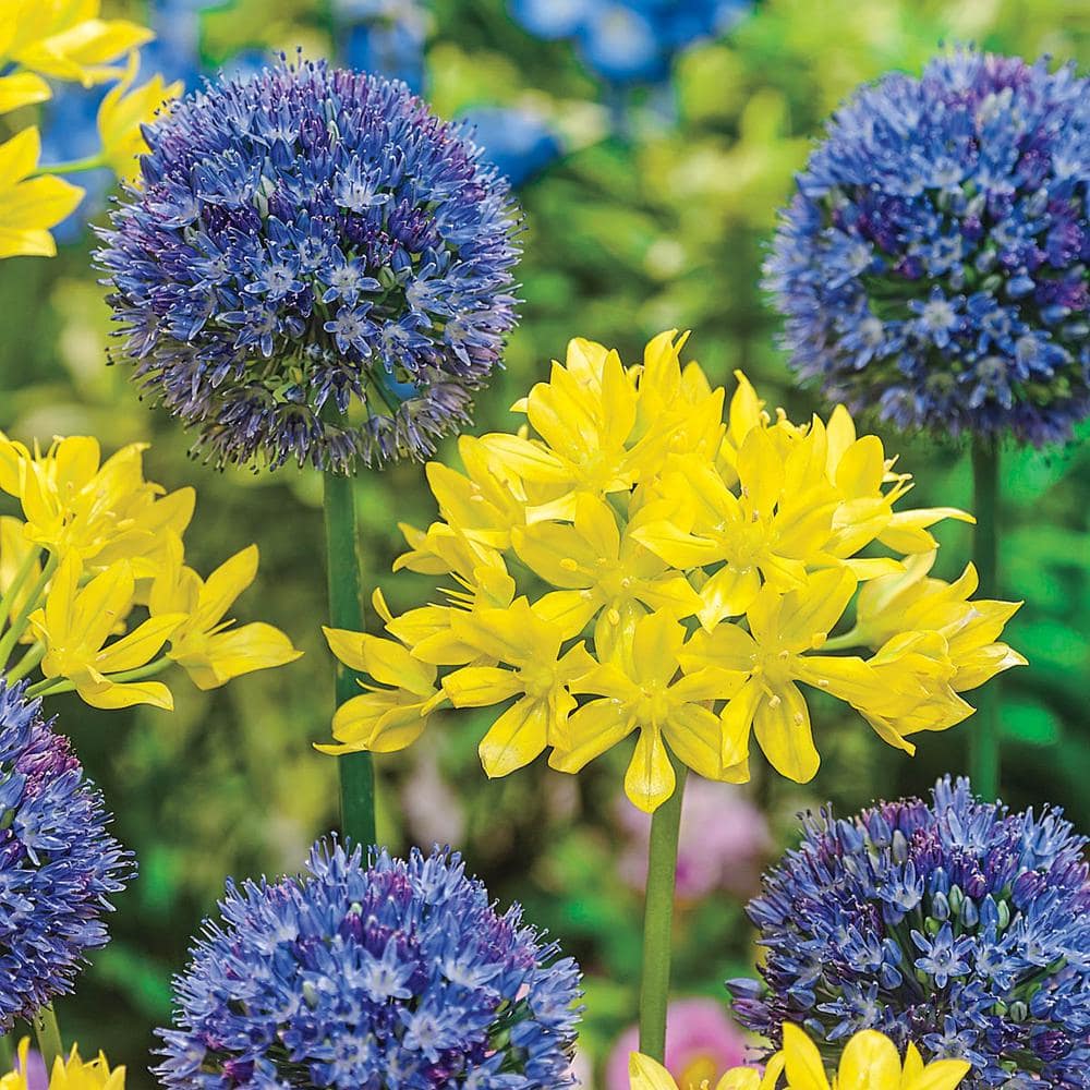 Van Bourgondien Swedish Flag Duet Allium Dormant Spring Flowering Bulbs