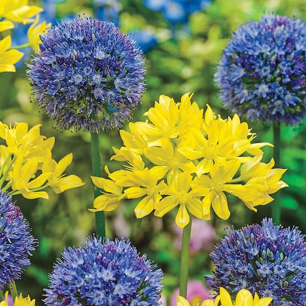 Van Bourgondien Swedish Flag Duet Allium Dormant Spring Flowering Bulbs (100-Pack)