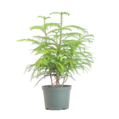 Norfolk Pine Christmas Plants Indoor Christmas Decorations The Home Depot