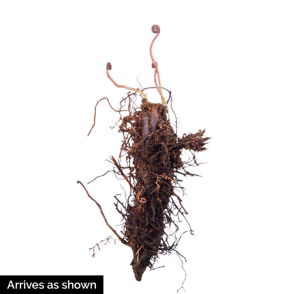 Leatherwood Fern Dormant Bare Root Perennial Plant Pack