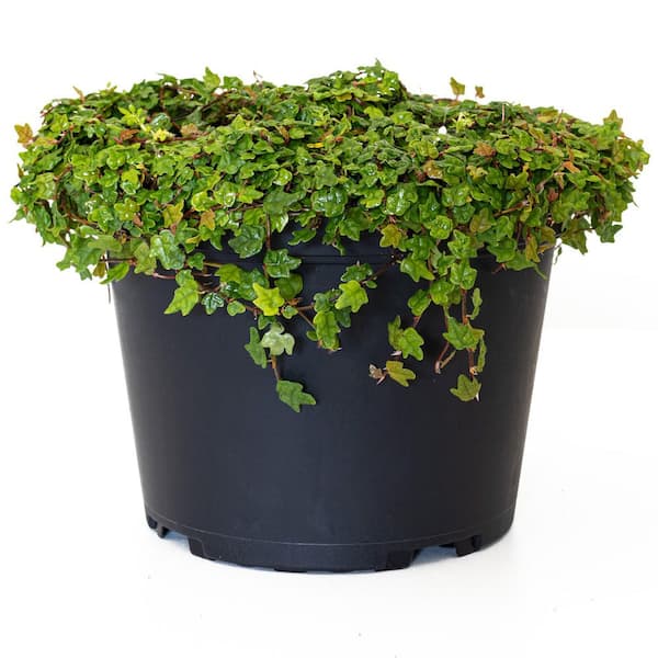 United Nursery 6 in. String of Frogs Ficus Pumila Plant in Grower Pot