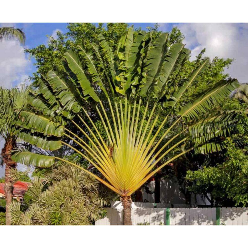 Traveler's Palm in 4 Inch Container - Green Paddle-Shaped Leaves