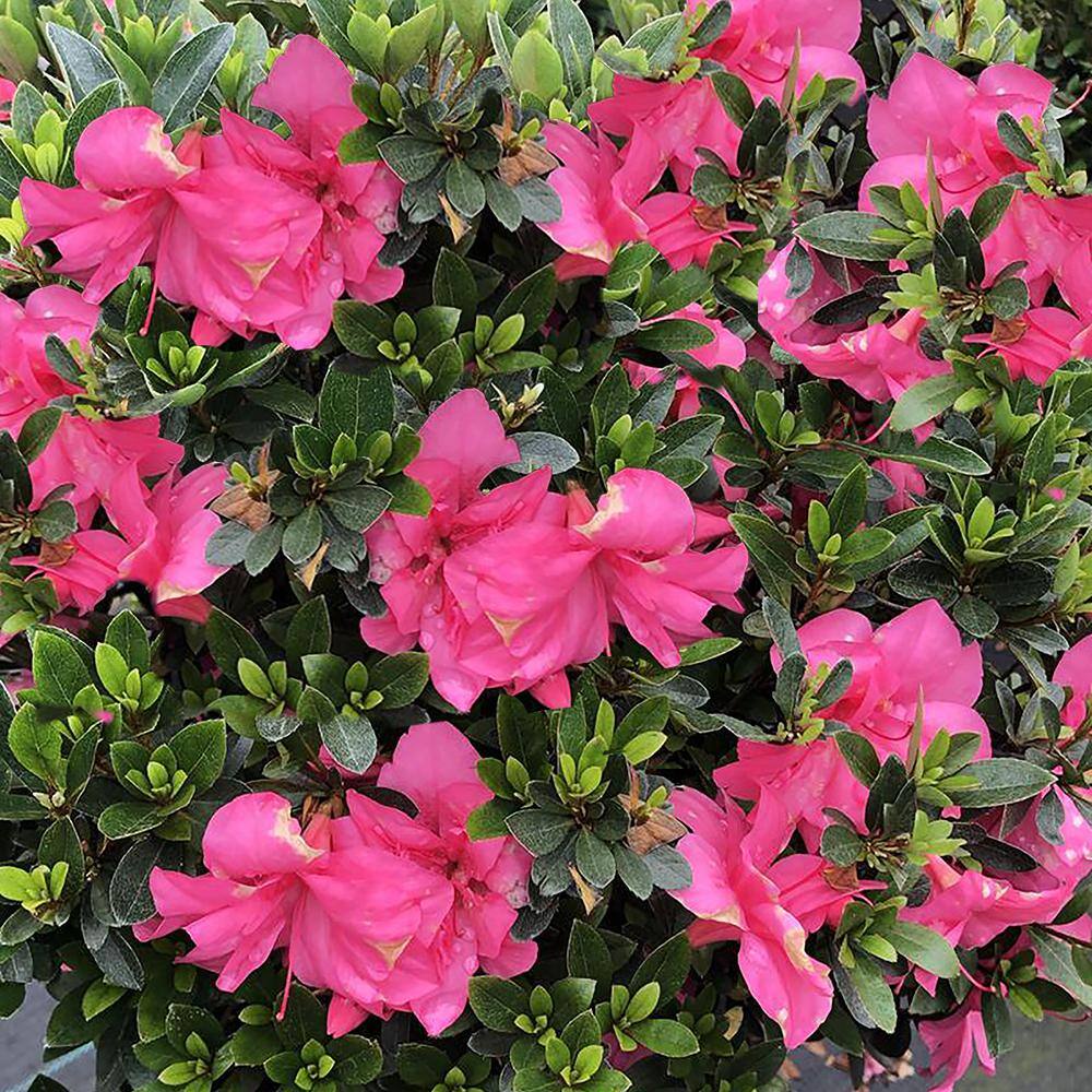 1 Gallon Pink Rhododendron Macrantha Azalea Shrub