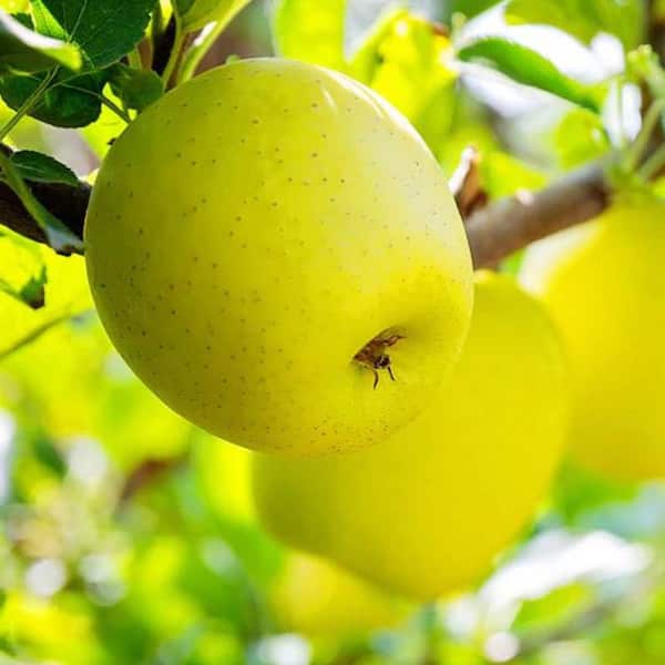 5 Gal. Golden Delicious Apple Tree