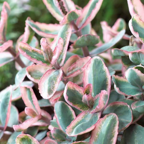 VAN ZYVERDEN Van Zyverden Garden Succulent Sedum Winky (Set of 1) Plant Root