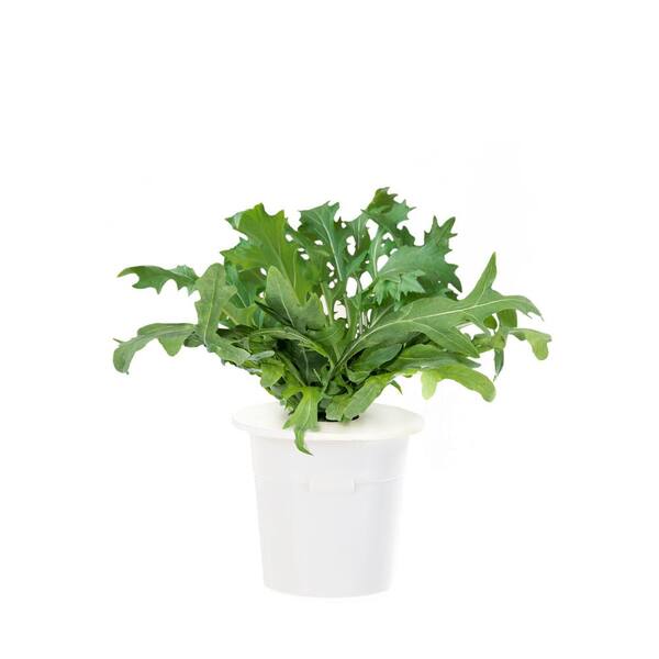 Click and Grow Leaf Mustard Refill (3-Pack) for Smart Herb Garden