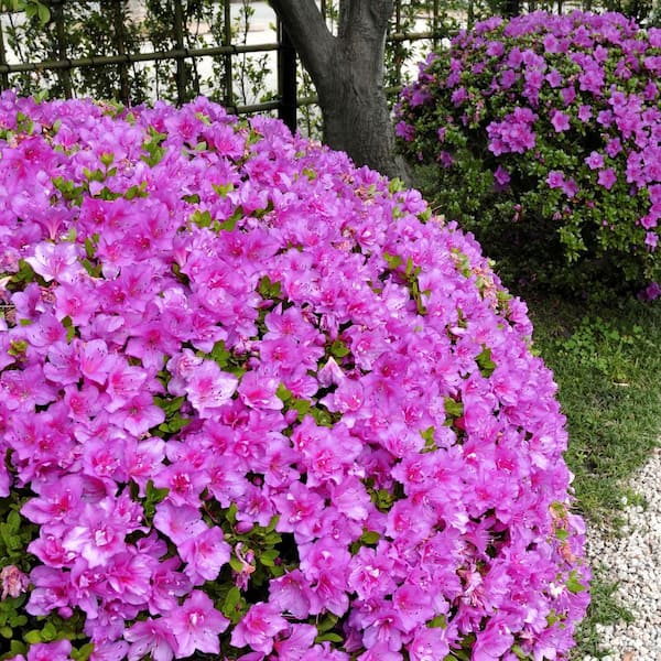 national PLANT NETWORK  qt. Azalea Poukhanense Compacta Flowering Shrub  with Magenta Blooms HD7022 - The Home Depot