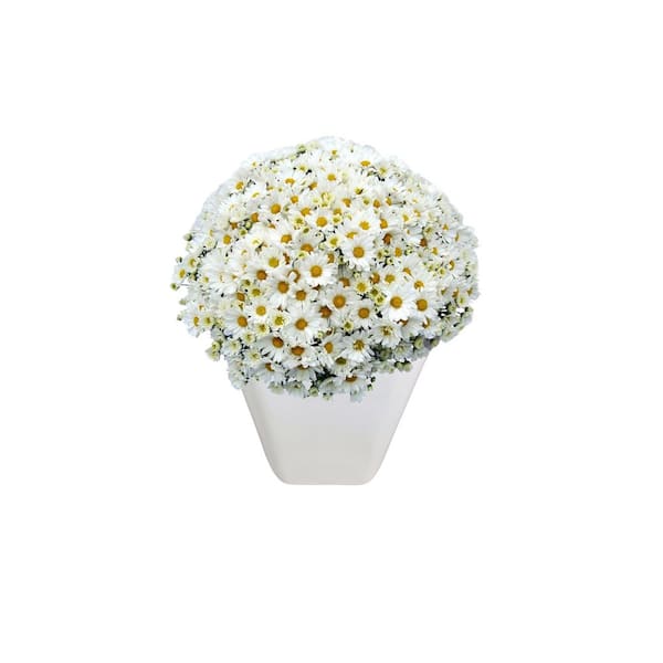 Chrysanthemum (Mum) White Live Plant in 2.55 qt. Grower's Pot